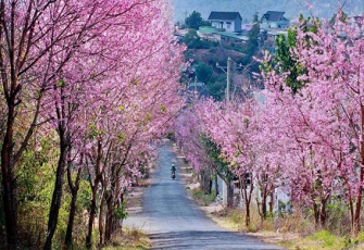 Các mùa hoa theo tháng ở Đà Lạt ?
