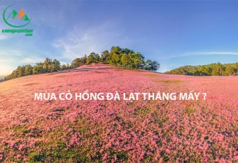 MÙA CỎ HỒNG ĐÀ LẠT THÁNG MẤY ?