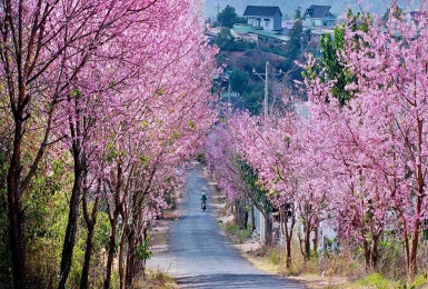 Tour Cà Mau Đà Lạt 3 ngày 3 đêm |  Săn Mây Cầu Đất - Nông trại cổ tích tại Langfarm Center - Puppy Farm - Mango Land
