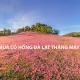 MÙA CỎ HỒNG ĐÀ LẠT THÁNG MẤY ?