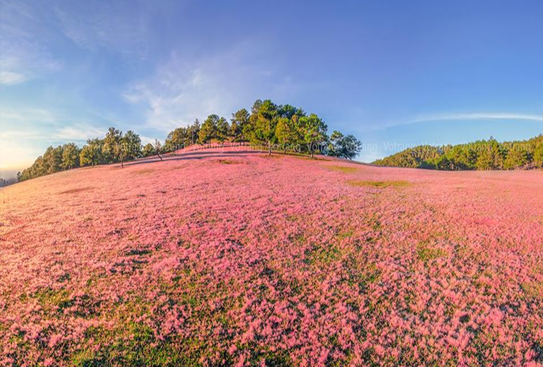 Tour Đồng Tháp Đà Lạt 3 ngày 3 đêm| Trải nghiệm Săn mây cầu đất - chinh phục đỉnh Langbiang - Thành phố ngàn hoa 